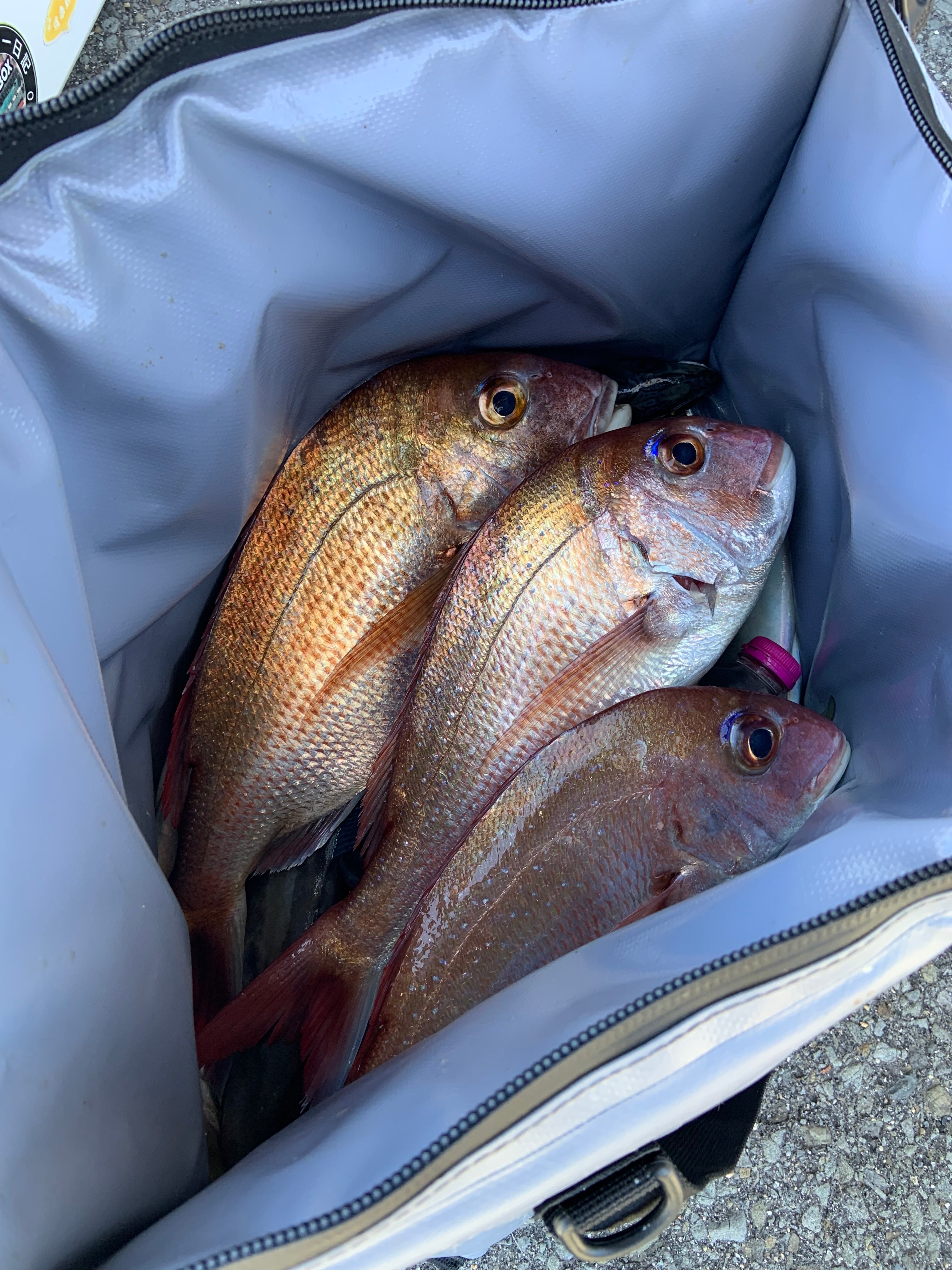 27QT Fish Bag Cooler With Flat Bottom - Taylor Holler Tackle Co.