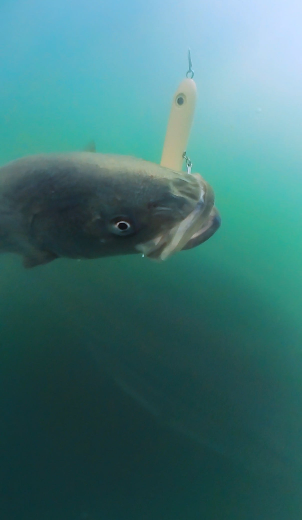 Magictail Top Water Spook Lures - Taylor Holler Tackle Co.